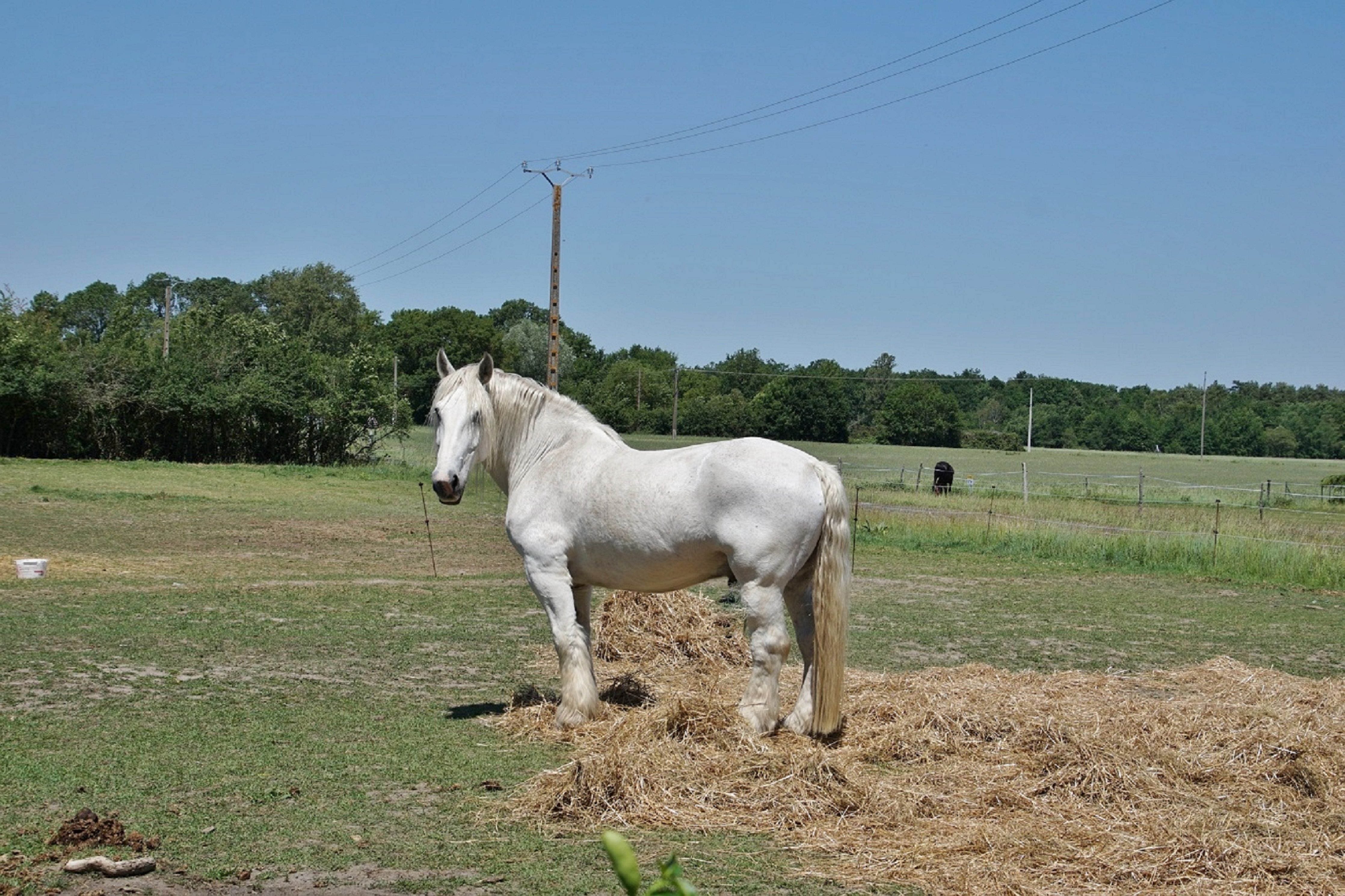 Majestic White Horse in a Sunny Pasture · Free Stock Photo