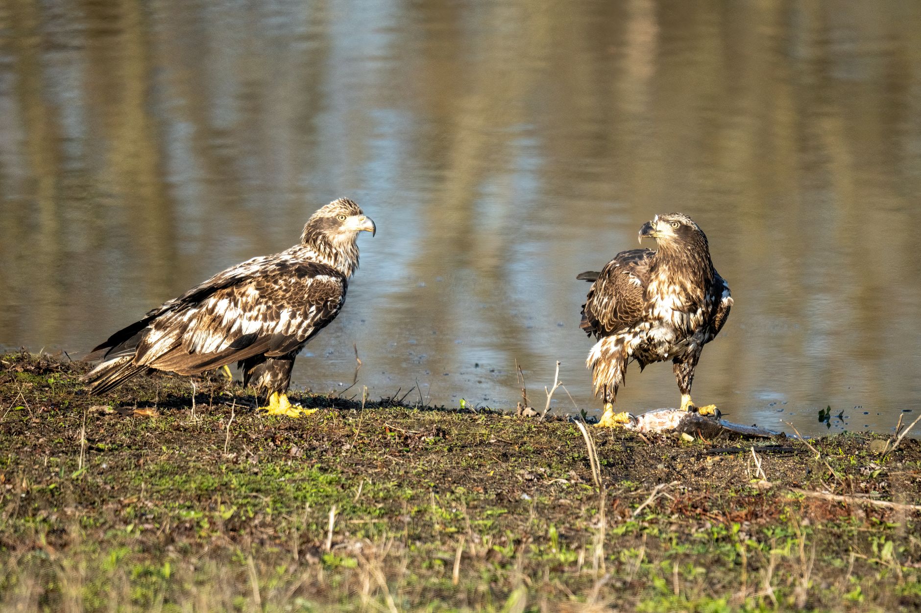 Two juvenile bald eagles perched by a riverbank in Wabasha, Minnesota, during the day.