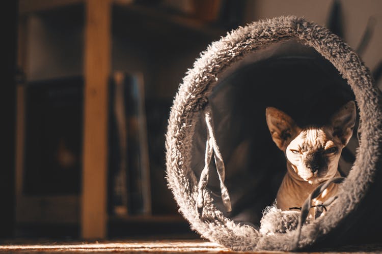 Cat In Pet Cave