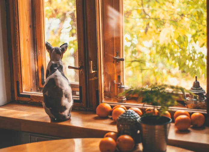 A Sphynx cat gazes out a window surrounded by oranges and autumn foliage.