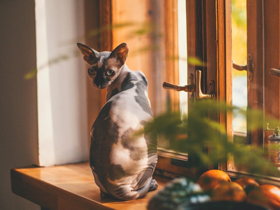 Photo by Alina Vilchenko