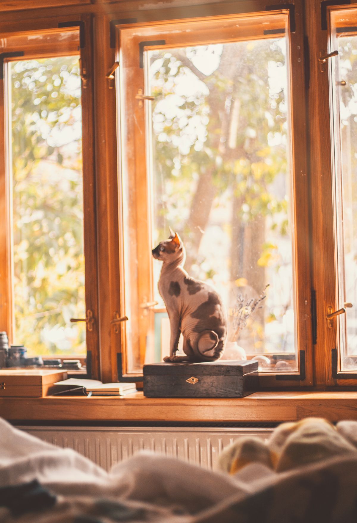 Gato sentado junto a una ventana en el interior de su hogar