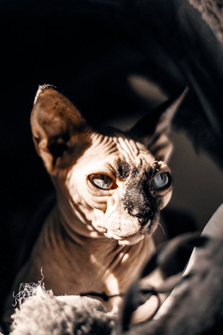 Photo Of Sphynx Cat