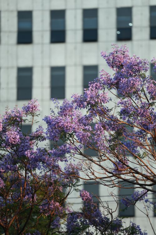 Free Beautiful purple jacaranda trees bloom in front of a modern city building. Stock Photo