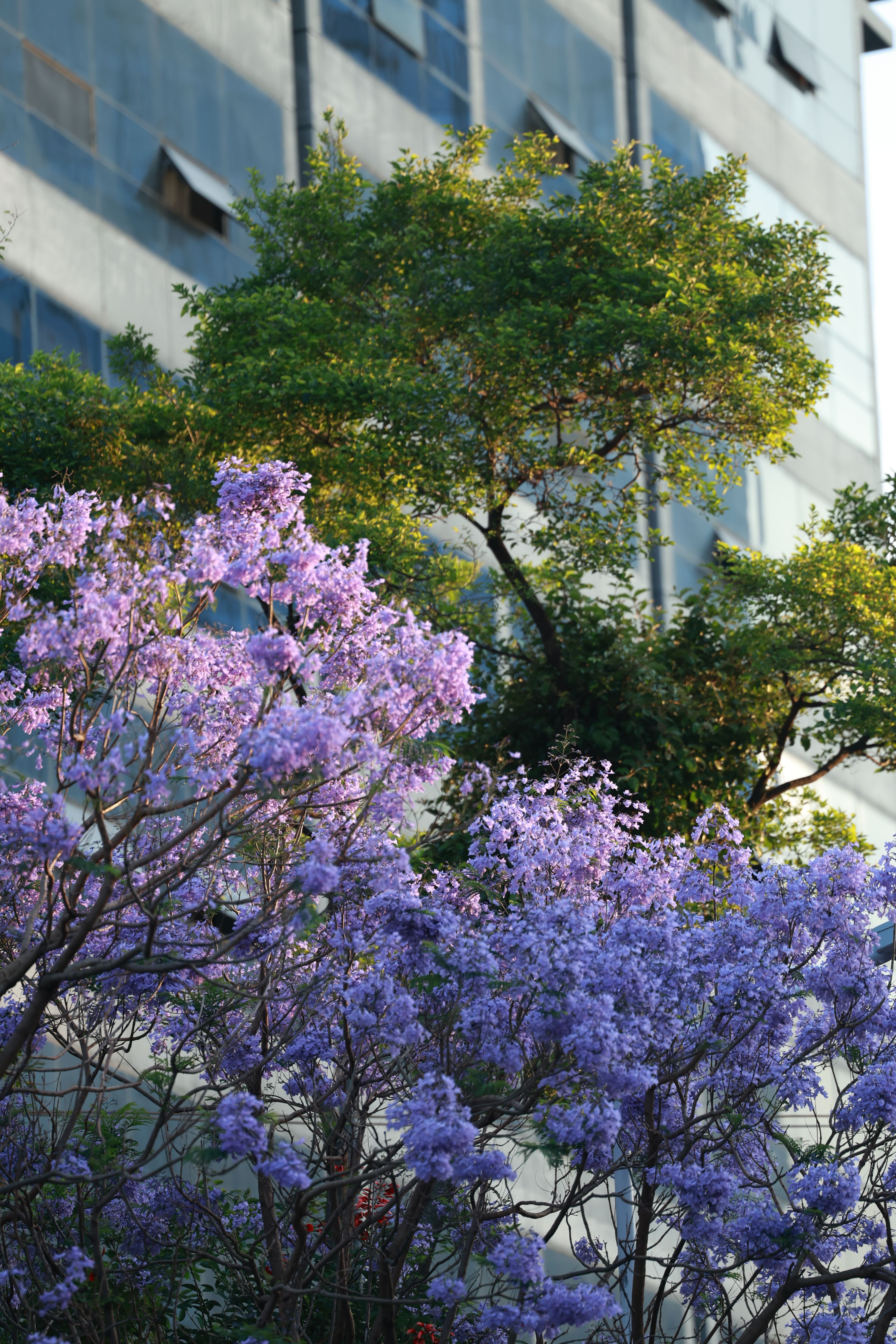 Vibrant Jacaranda Blooms Against Urban Backdrop · Free Stock Photo