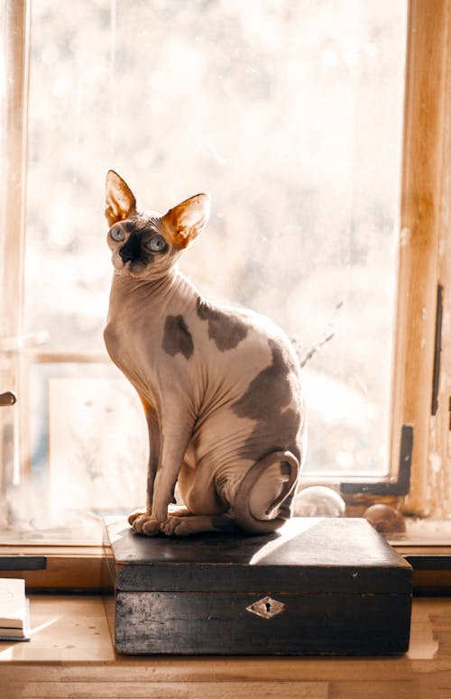 бесплатная бело коричневая кошка сидит у окна Стоковое фото