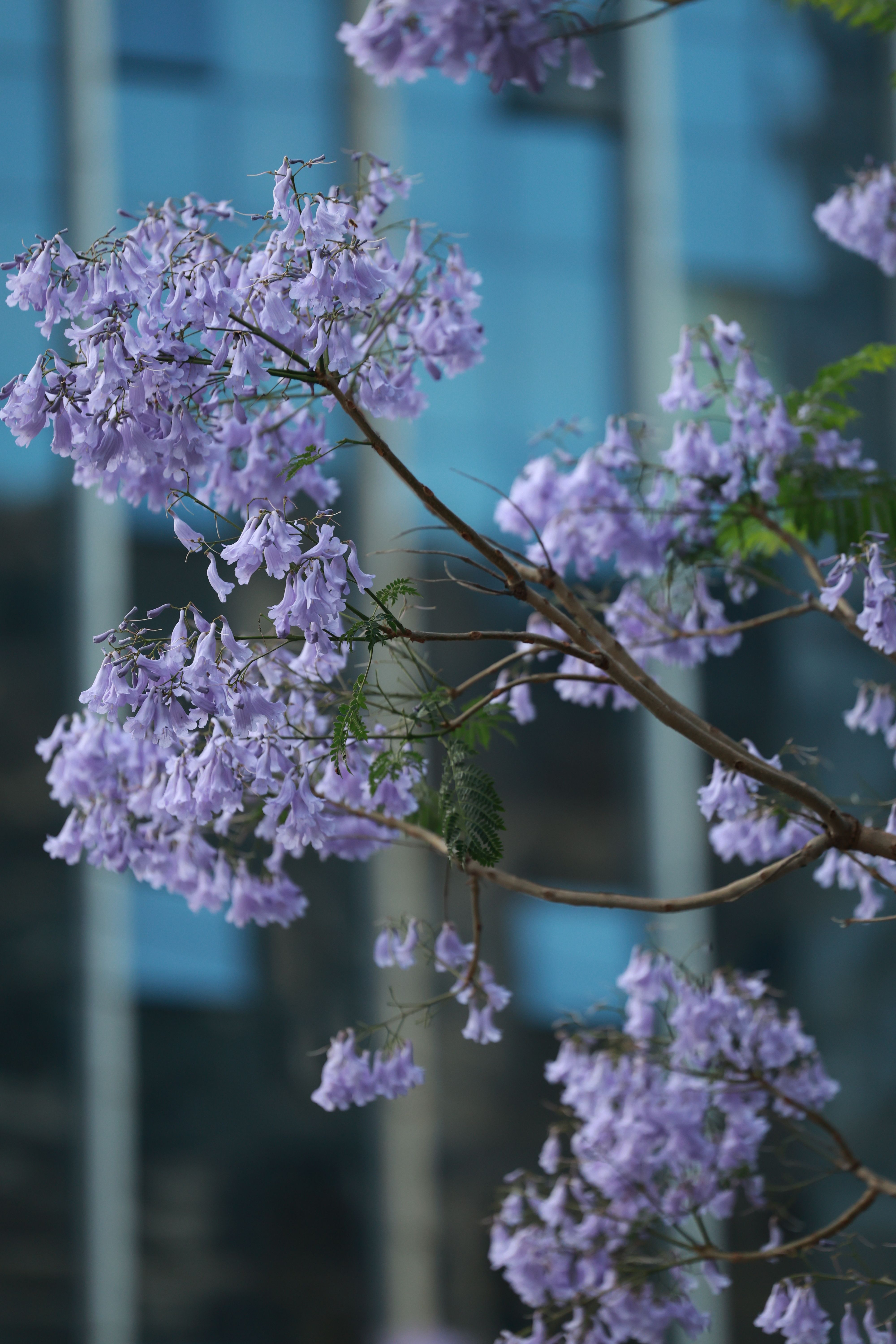 Vibrant Jacaranda Blossoms Against Urban Backdrop · Free Stock Photo