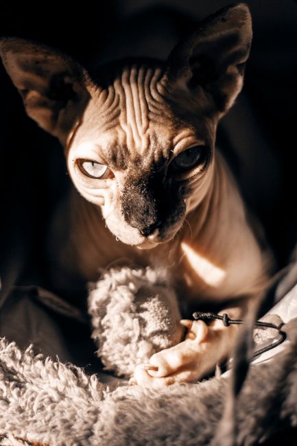animal removal near me Santa Maria animal removal Santa Maria