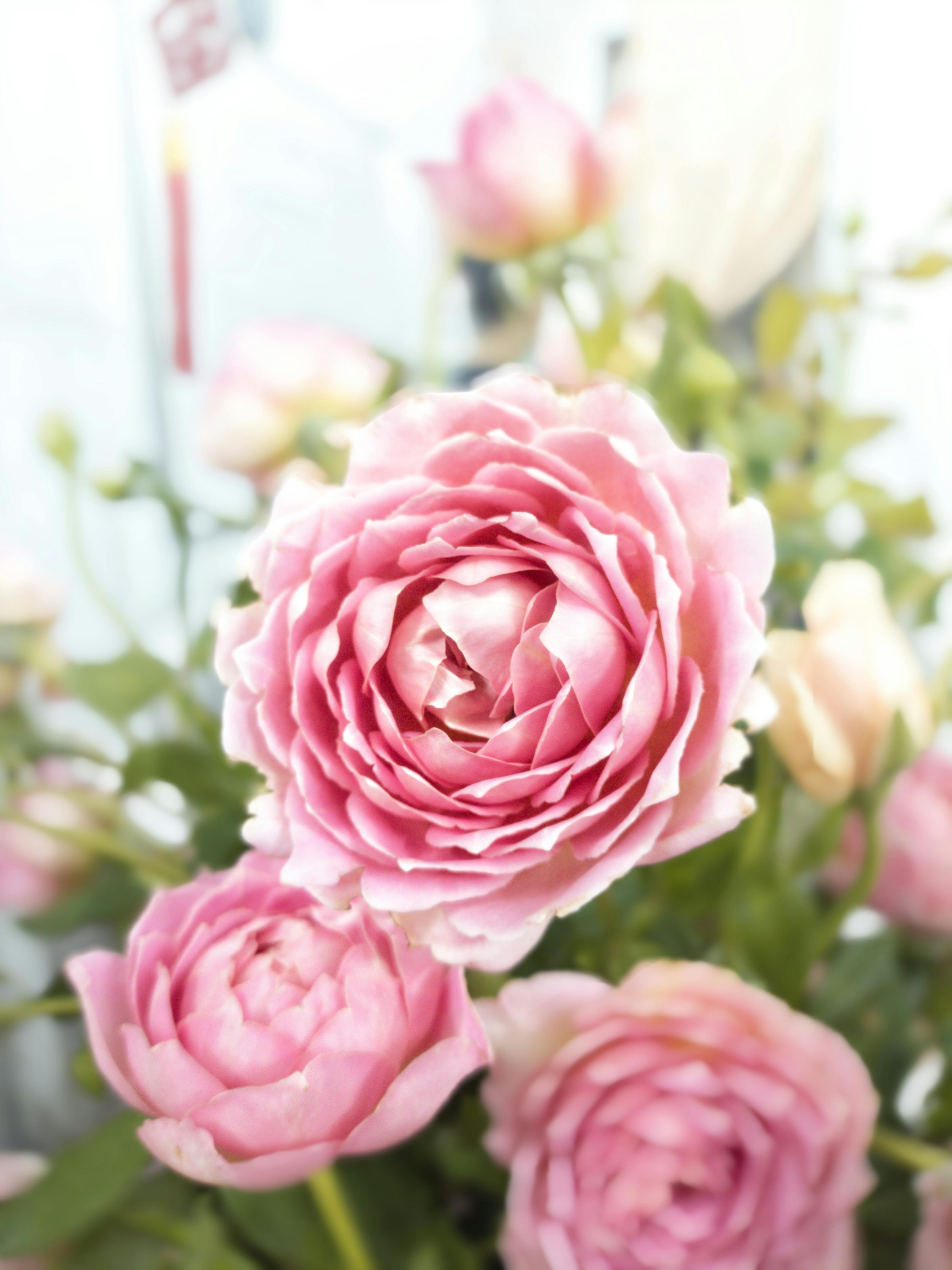 Ranunculus Hoa Photos, Download The BEST Free Ranunculus Hoa Stock ...