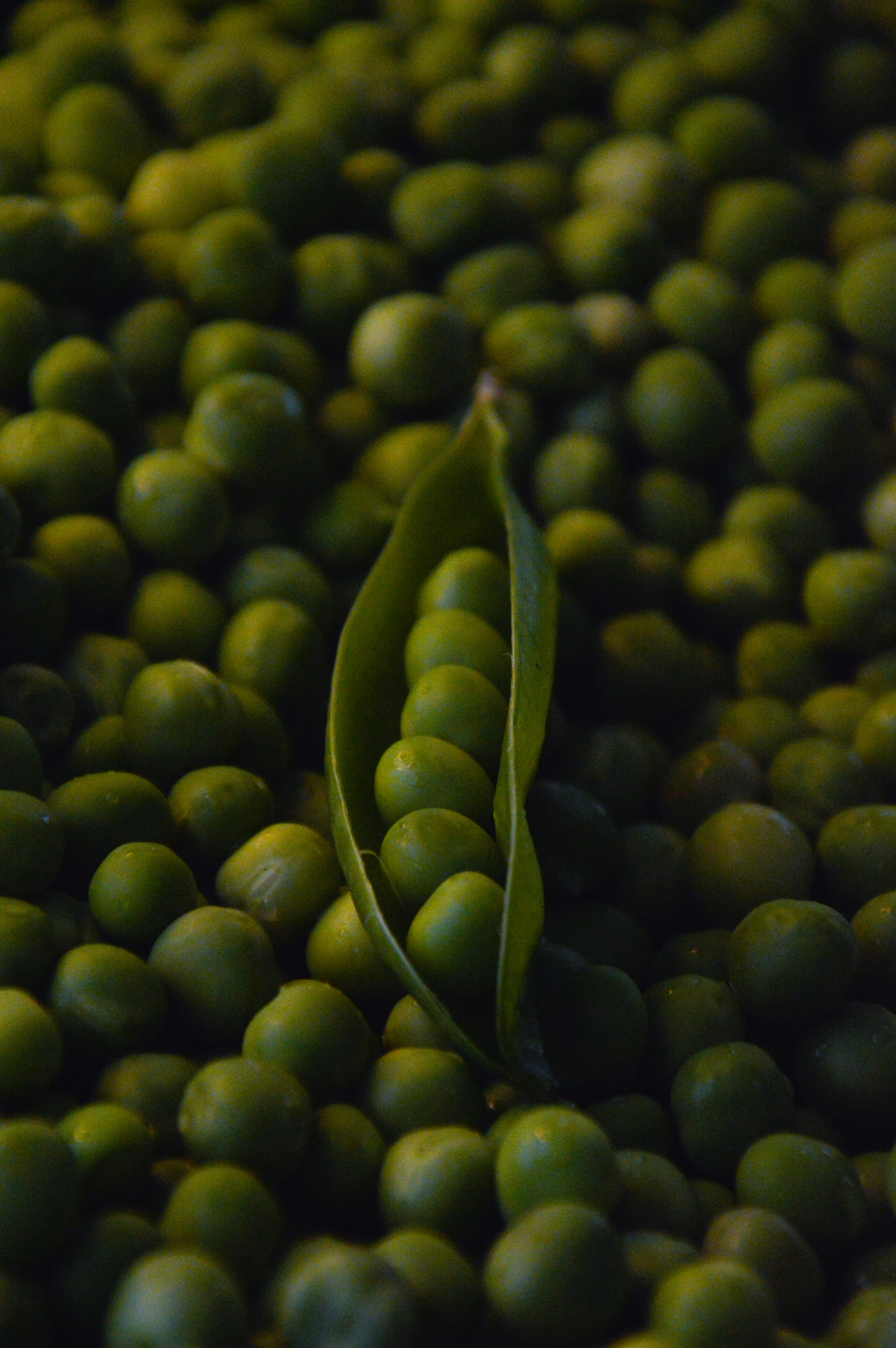 Close Up De Ervilhas Frescas Na