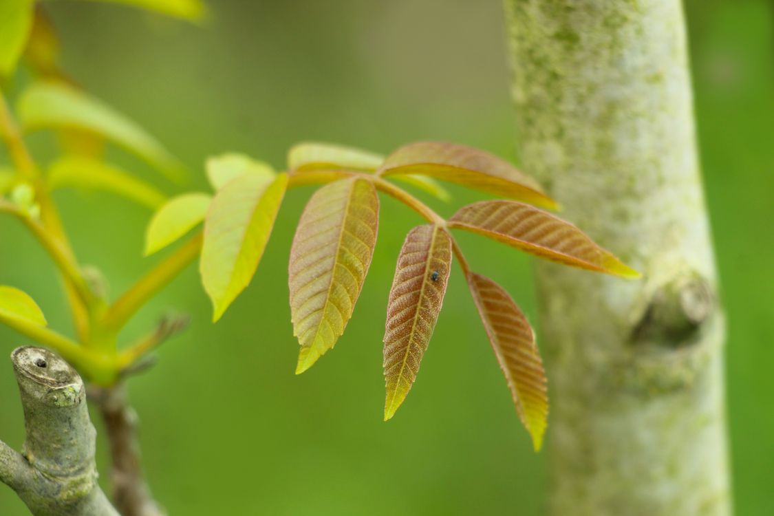 Walnut Sprig Close-Up of Fresh Walnut Tree Leaves in Spring · Free Stock Photo