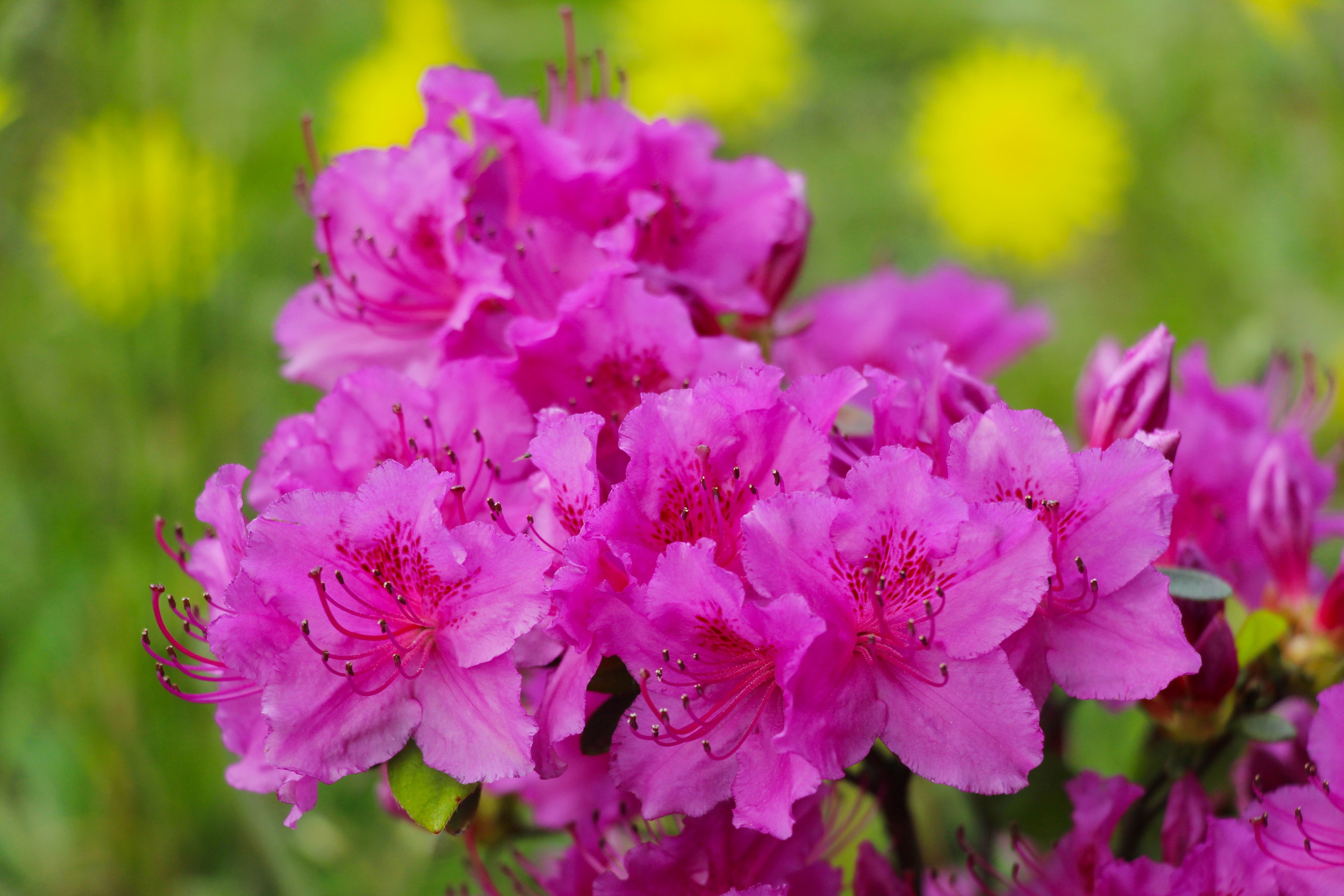 Vibrant Pink Azalea Flowers in Spring Garden · Free Stock Photo