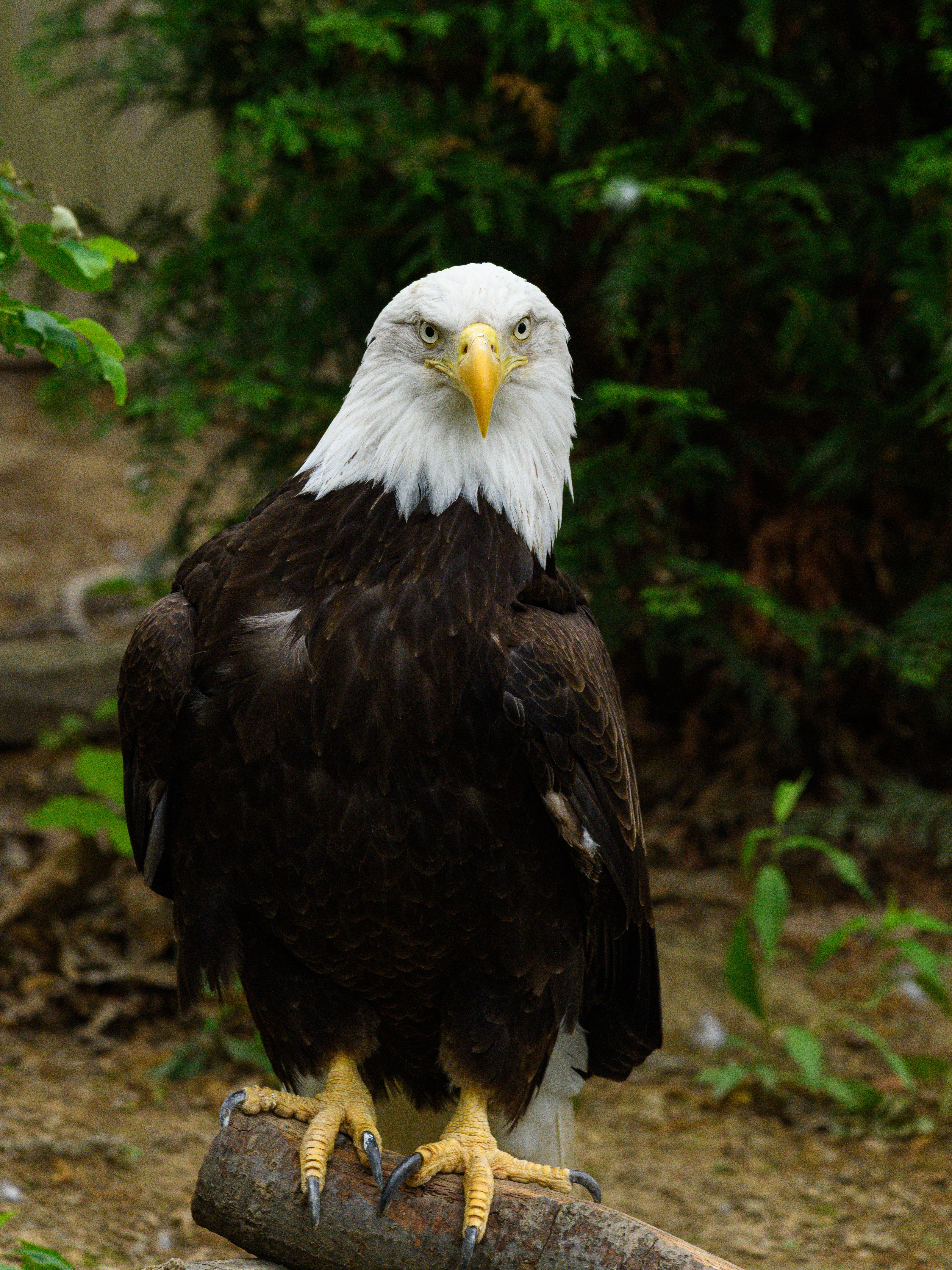 Majestic Bald Eagle Perched in Natural Habitat · Free Stock Photo