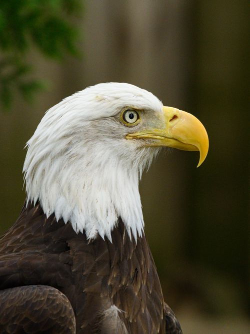 Free Detailed side profile of a Bald Eagle (Haliaeetus leucocephalus) showcasing its striking features. Stock Photo