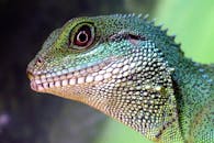 这张亚洲绿色水龙的详细图像，生动展示了其充满活力的鳞片和纹理