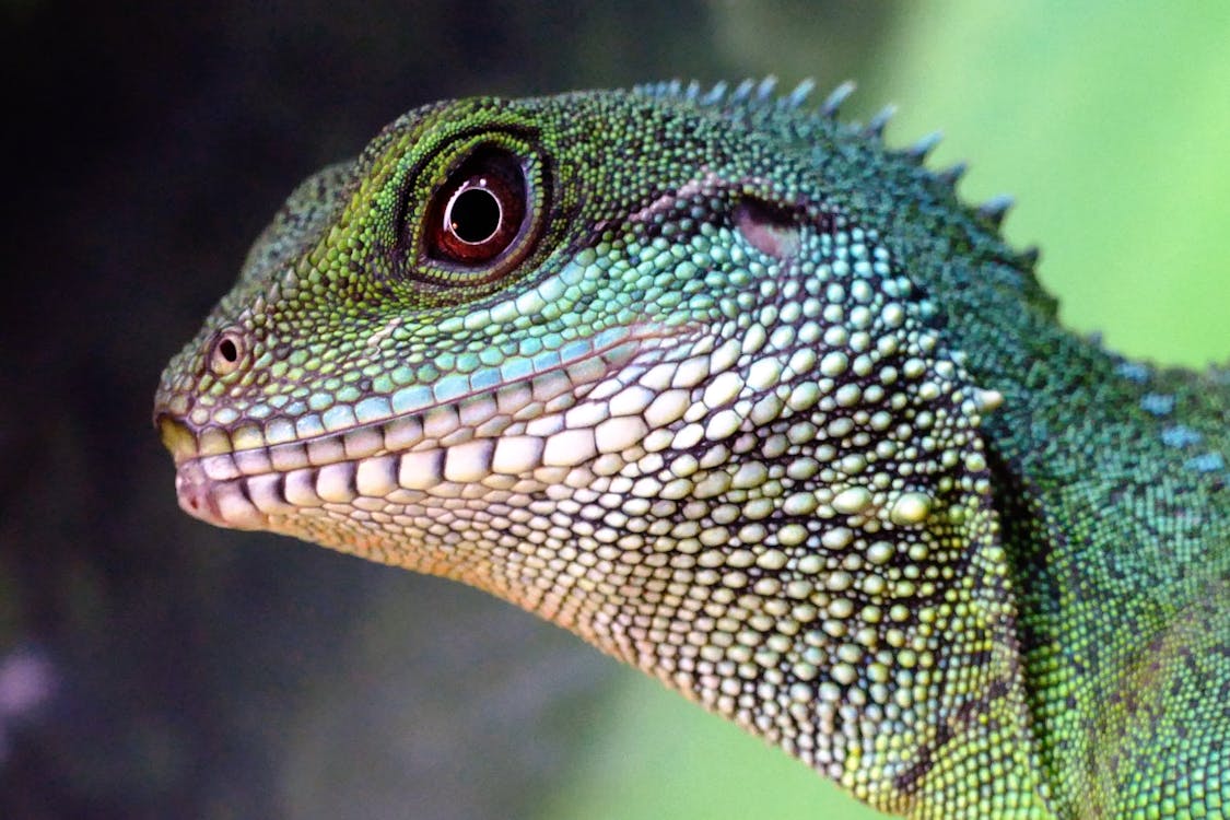 무료 녹색과 베이지 색 도마뱀 스톡 사진