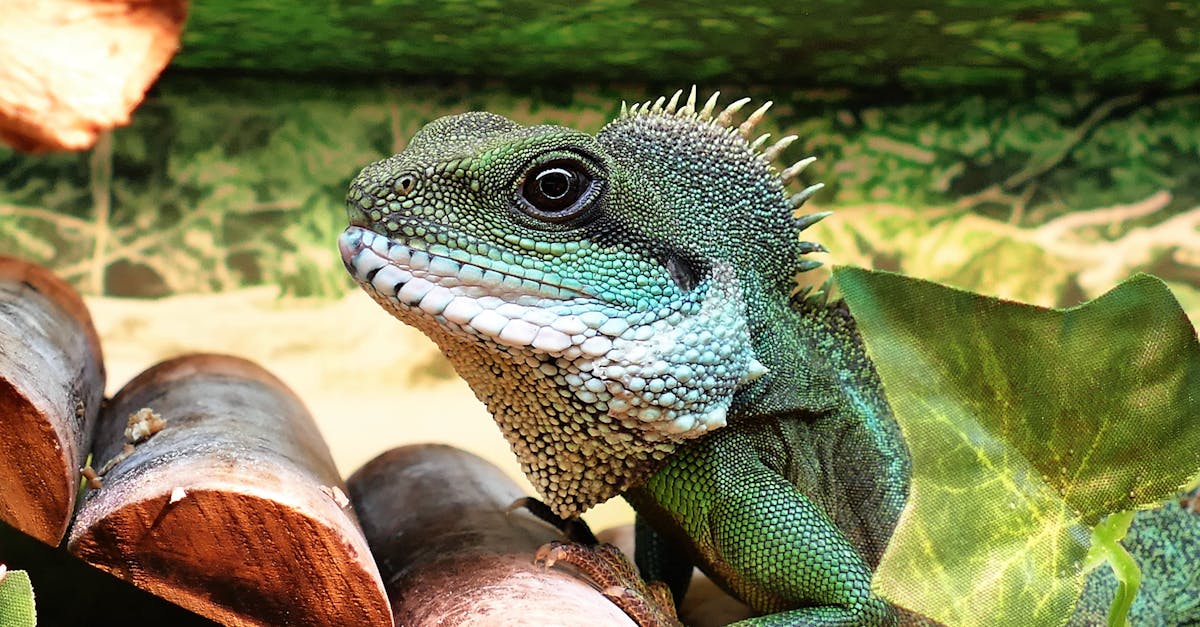 Free stock photo of animals, Asian, chinese water dragon