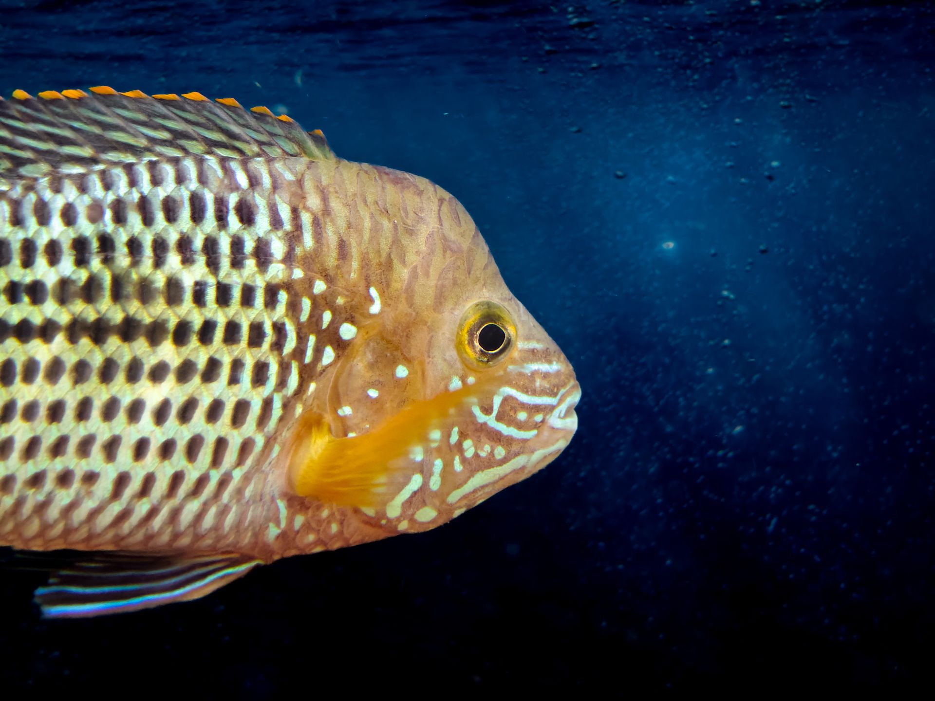 Underwater at Elphinstone — North Tip