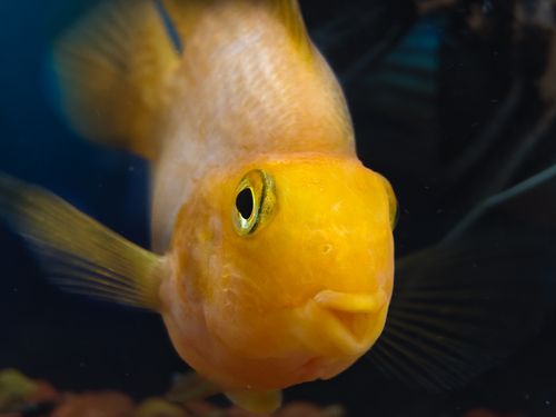 Free A vibrant yellow fish swims close to the camera with a clear view of details, captured in an aquarium setting. Stock Photo