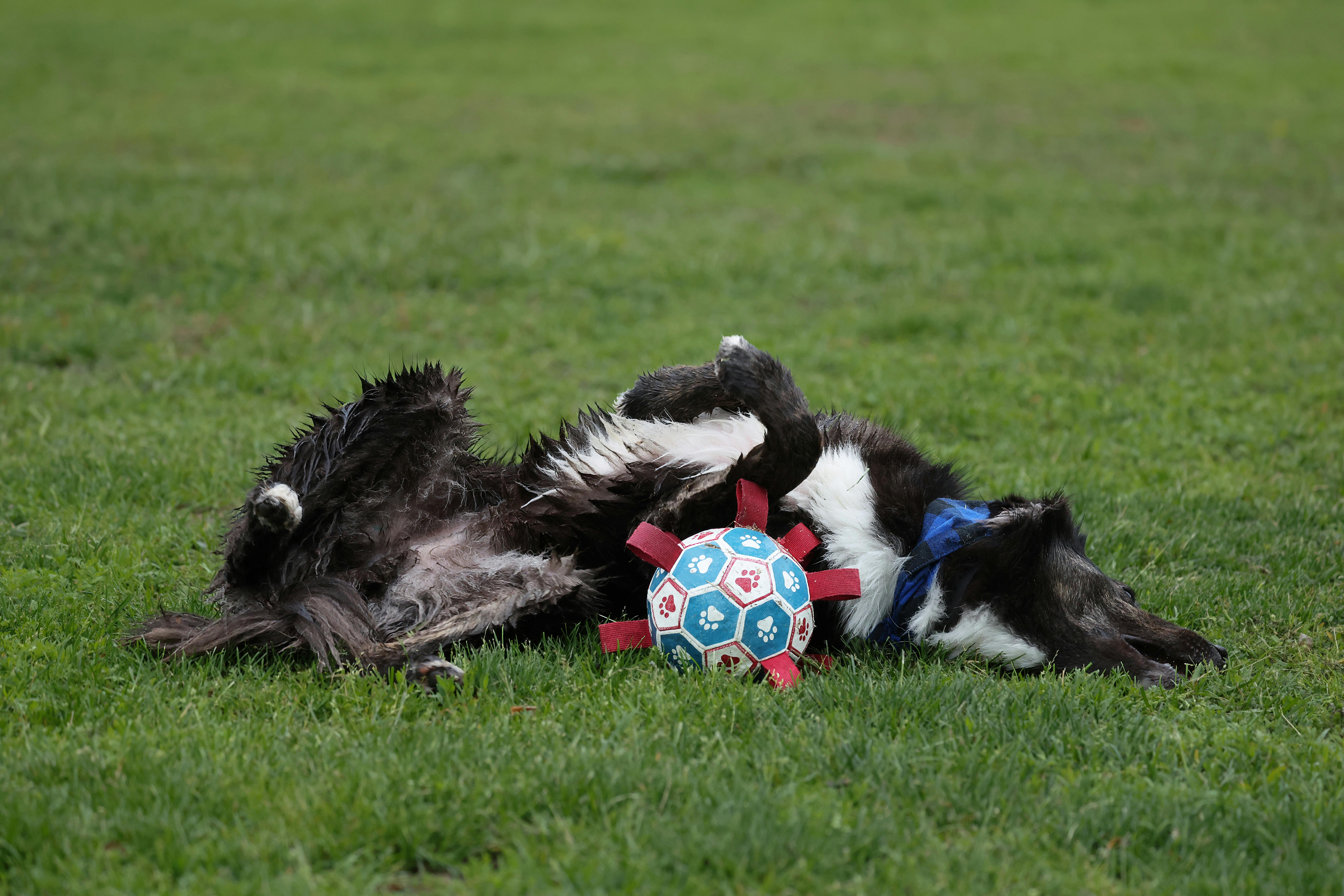 A joyful dog plays energetically with a colorful soccer ball in a grassy park setting.