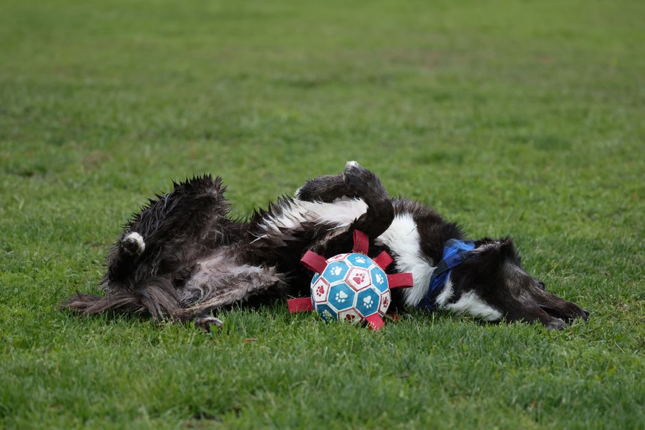 A joyful dog plays energetically with a colorful soccer ball in a grassy park setting.