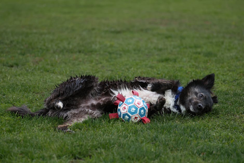 강아지 관련 이미지