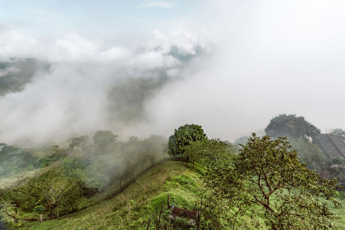 Dense cloud forest draped in fog along the Andean slopes, the type of habitat where the tilcayo cat lives in Bolivia