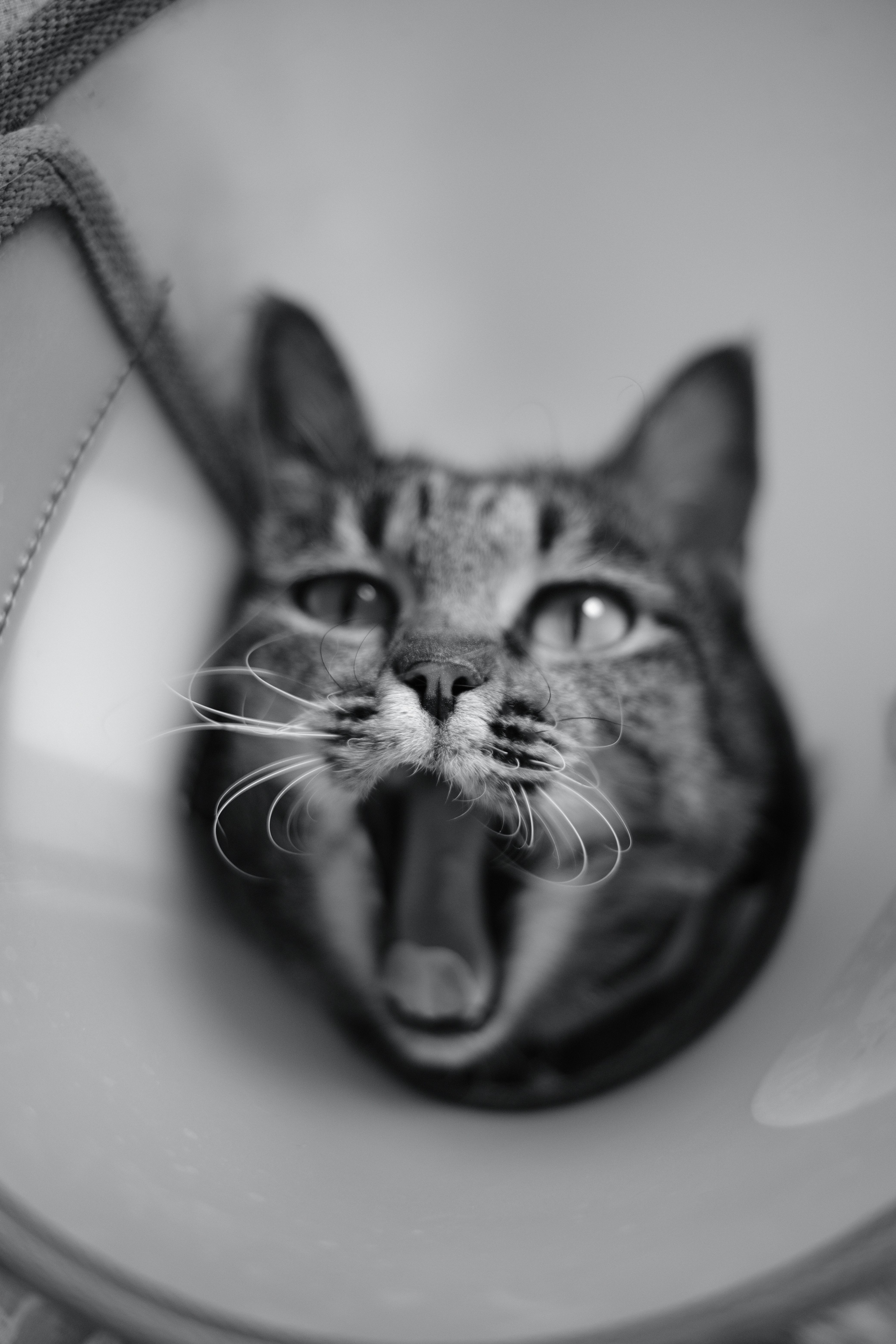 猫咪伊丽莎白圈