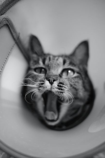 猫咪伊丽莎白圈