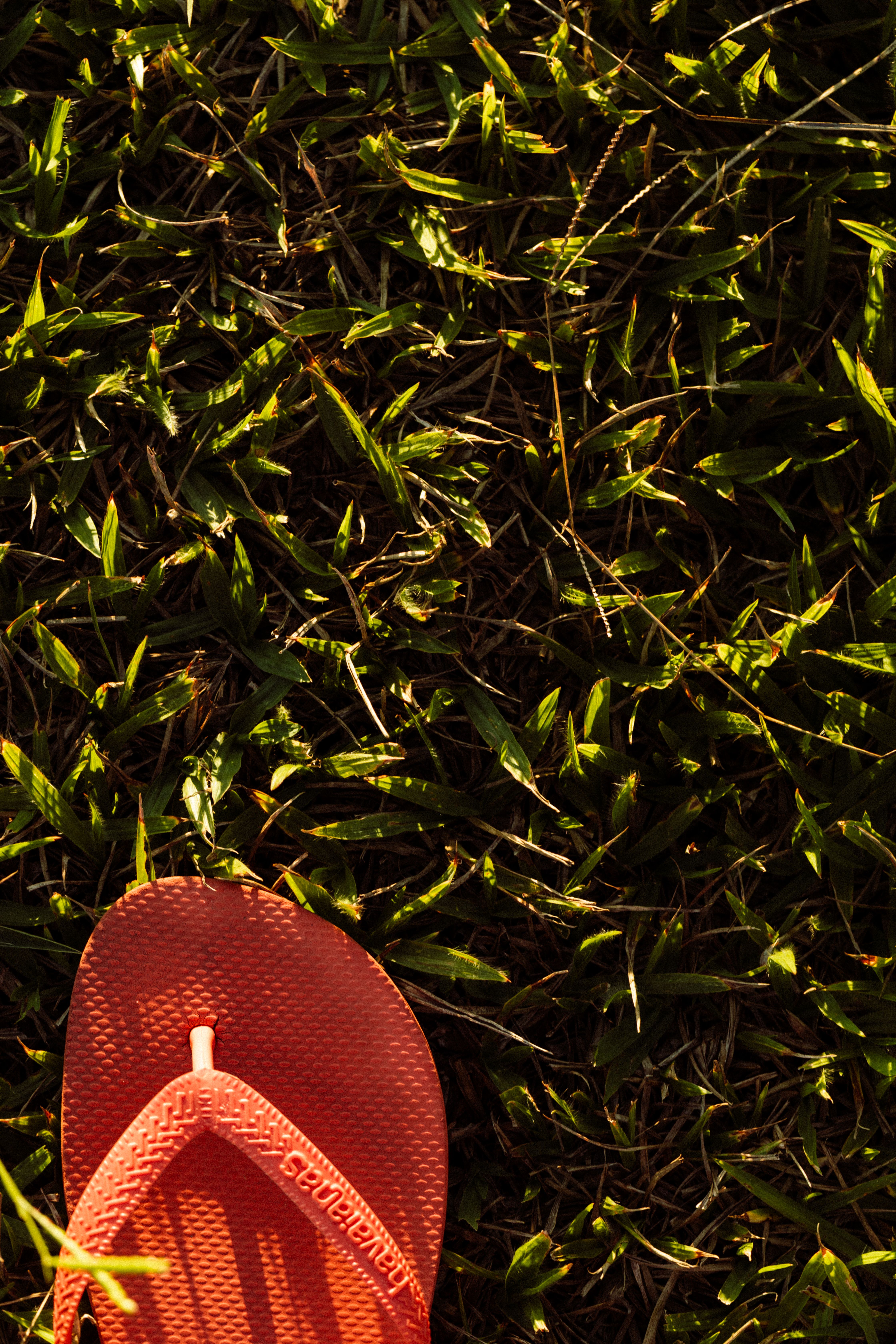 Close-up of a red flip flop on sunlit green grass in summer.