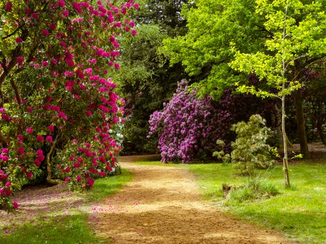 A serene garden path surrounded by vibrant pink rhododendrons and lush greenery.