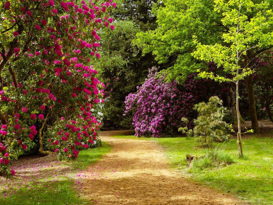 A path through flowering rhododendrons under trees