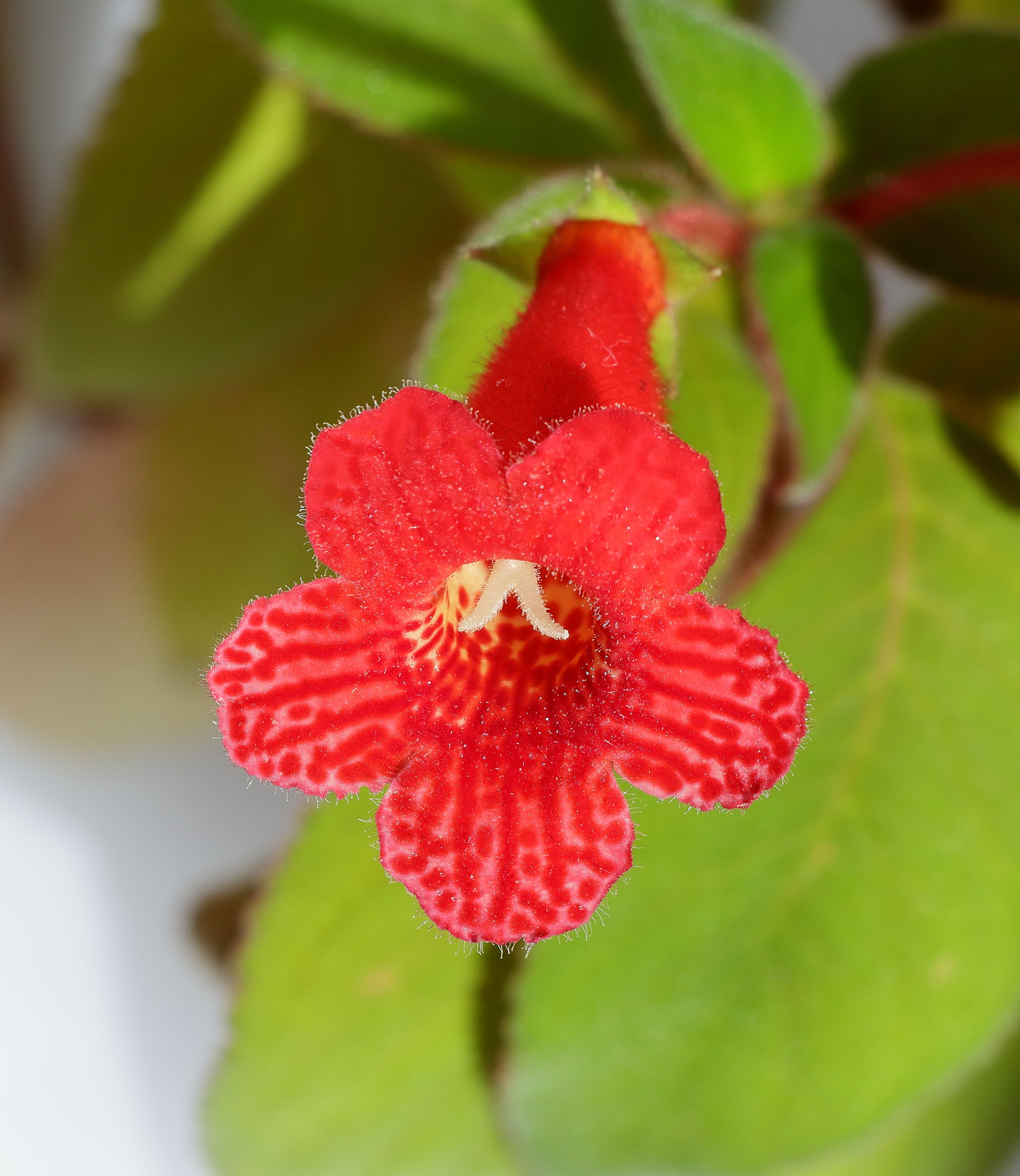 Close-up of Red Kohleria Flower with Leaves · Free Stock Photo