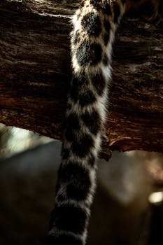 Close-up image of a leopard's tail resting on a tree branch in a forest setting.