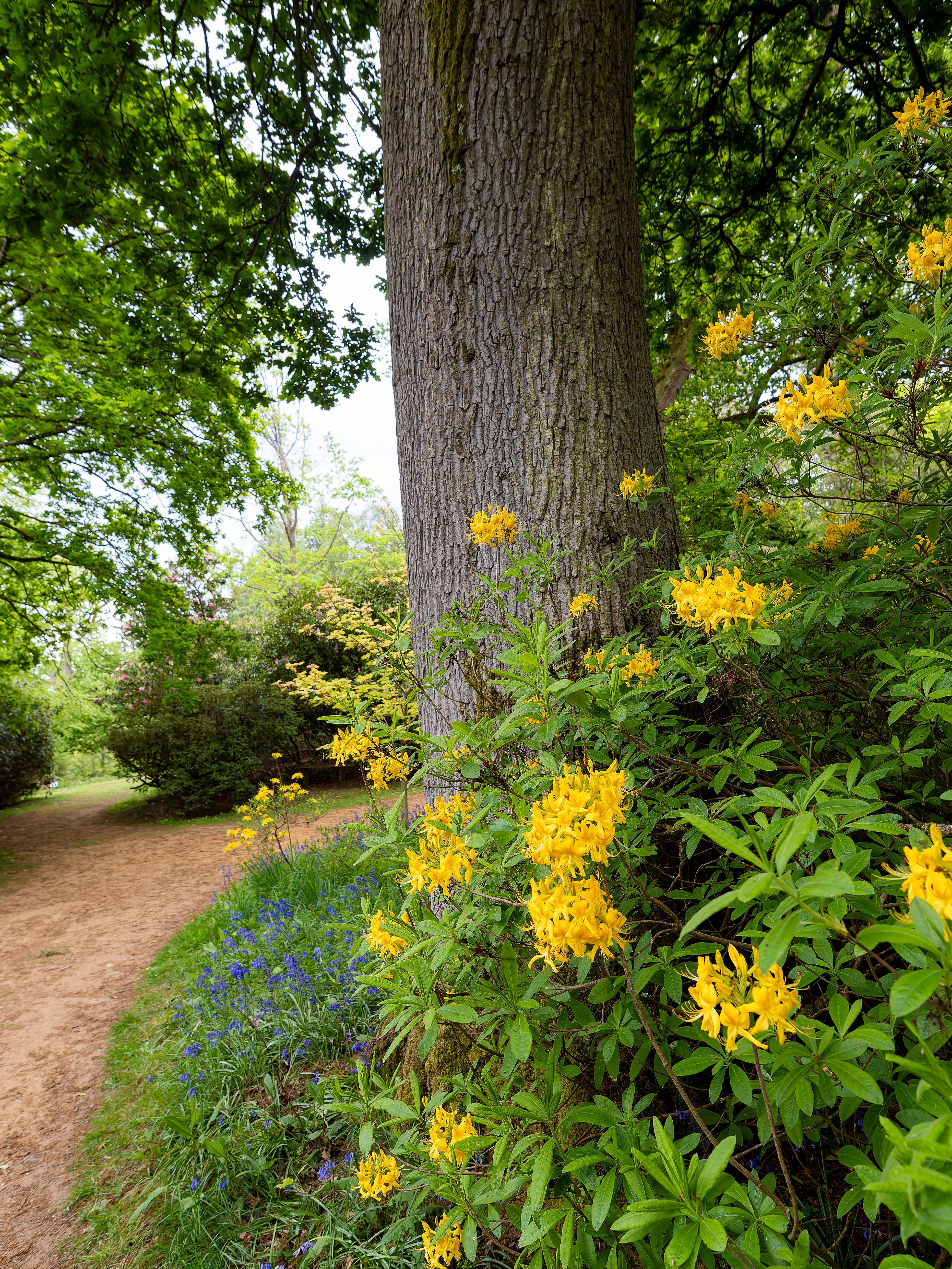 Scenic Woodland with Yellow Azaleas in Spring · Free Stock Photo