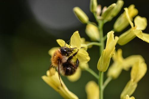 Free Close-up of a bumblebee pollinating vibrant yellow flowers, showcasing nature's beauty and detail. Stock Photo