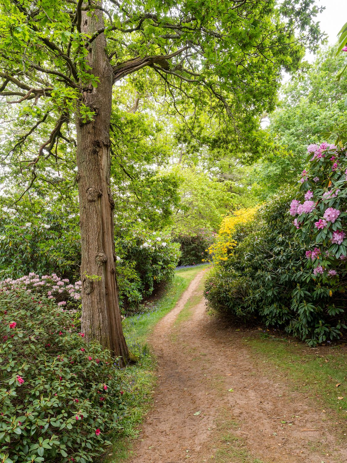 Anch Spring Path Enchanting Woodland Path with Spring Foliage Β· Free Stock Photo