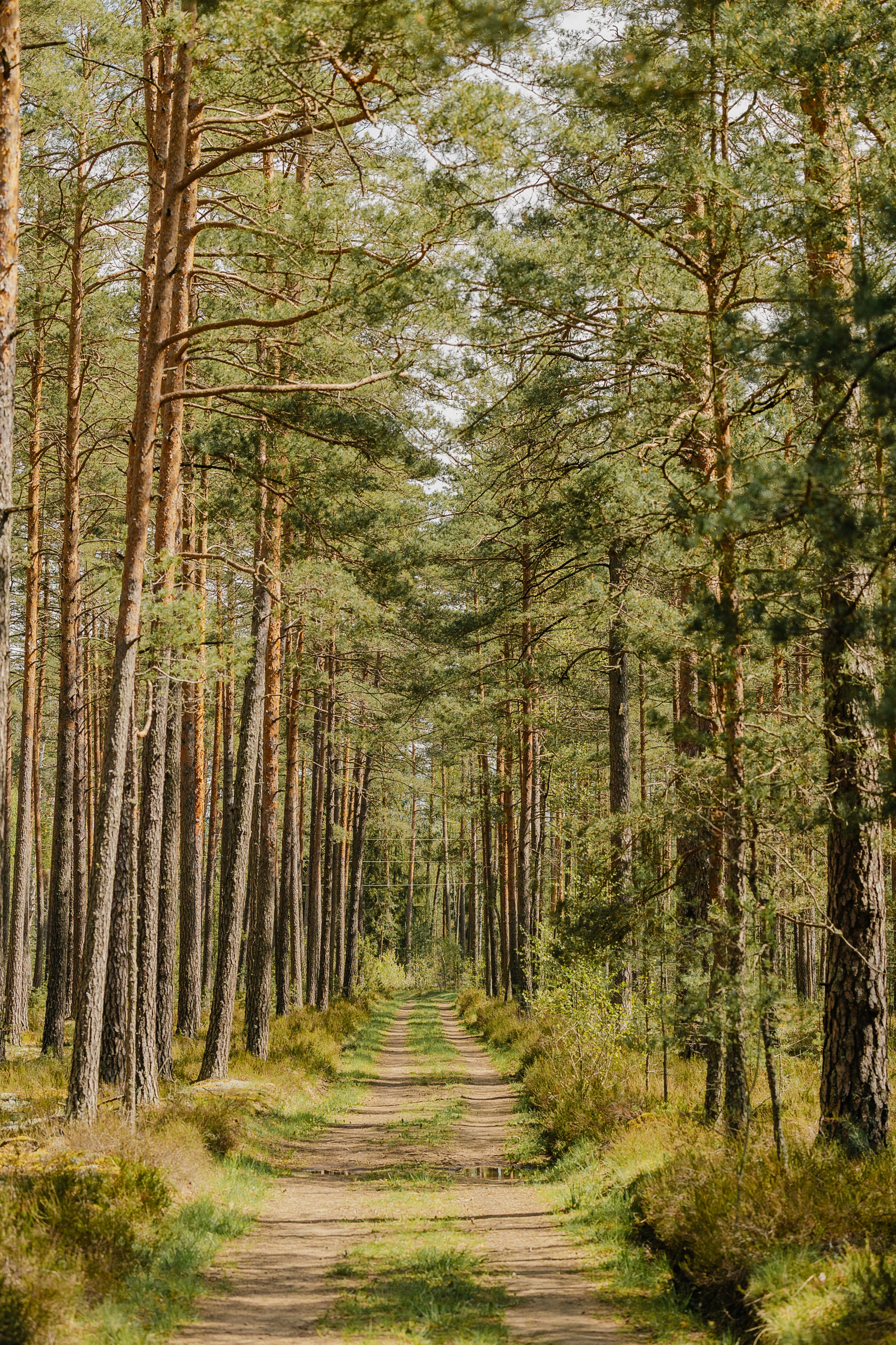 Randonnée : La forêt landaise pendant votre séjour à Capbreton