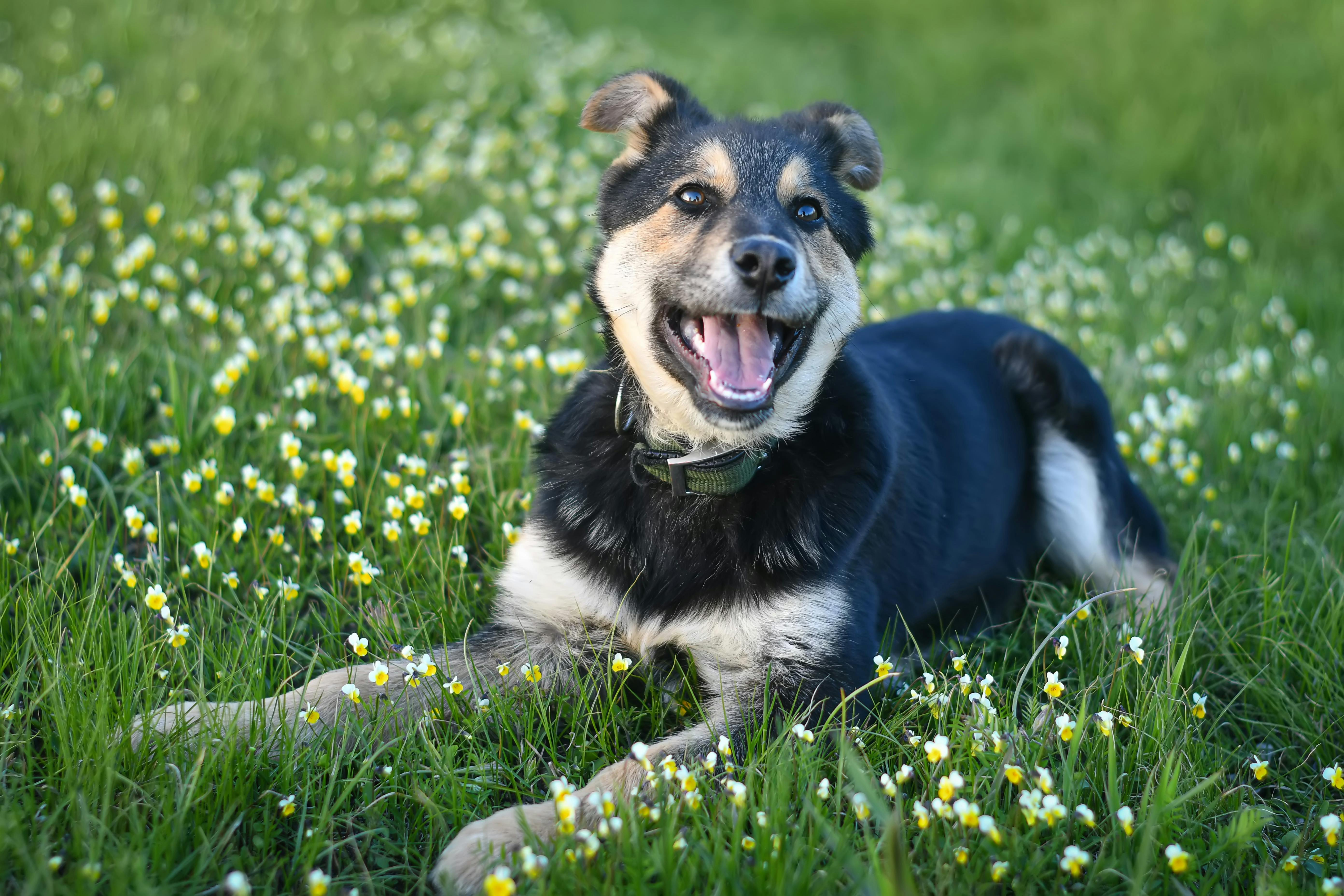 Spring Season Pet Safety Tips - WGN — Photo by Виктория Билан on Pexels