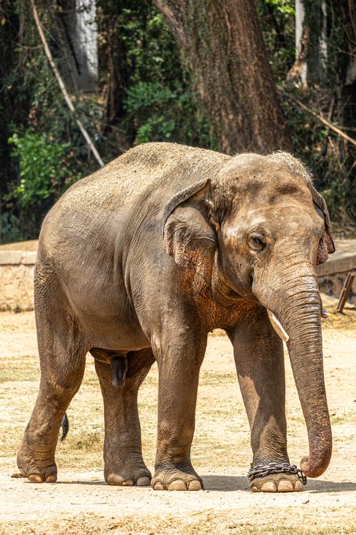 Free Close-up of an adult Asian elephant standing outdoors in a sunlit forest setting. Stock Photo