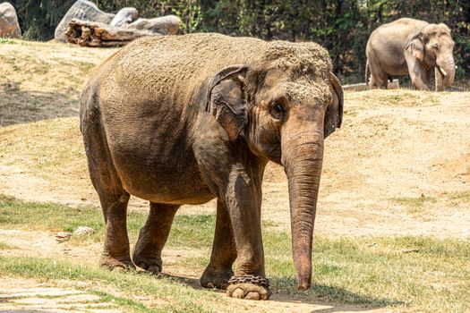 elephant photo