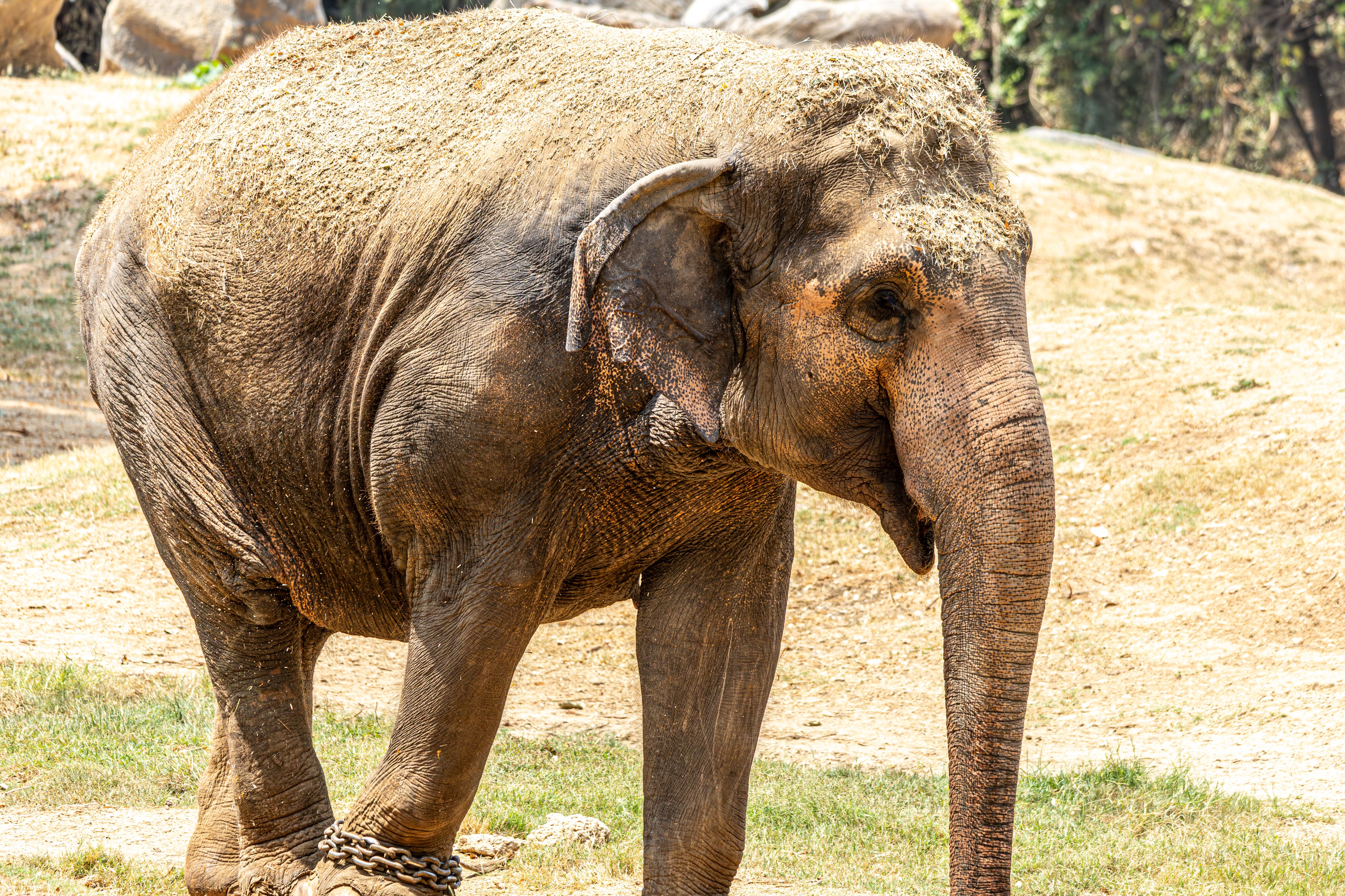 Majestic Asian Elephant