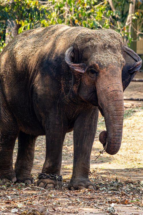 Free Captive Asian elephant standing outdoors with natural backdrop, symbolizing wildlife conservation. Stock Photo