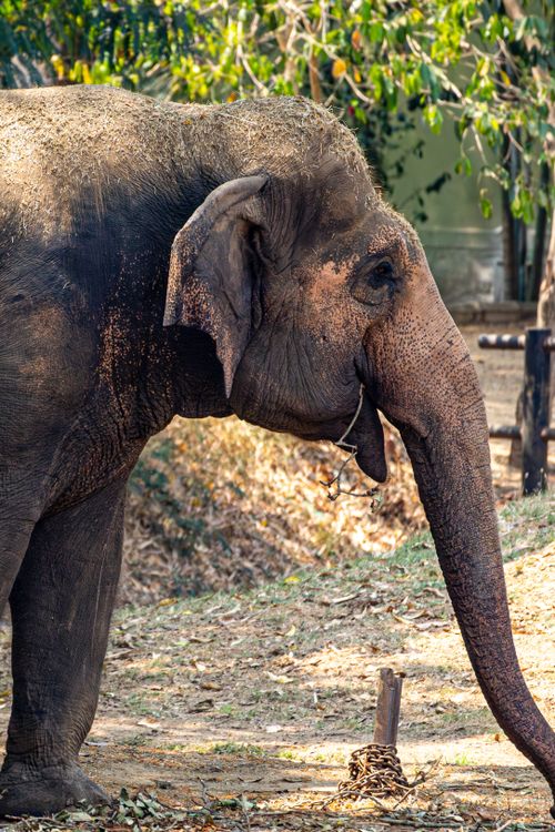 Free Close-up of an Asian elephant walking outdoors on a sunny day. Stock Photo