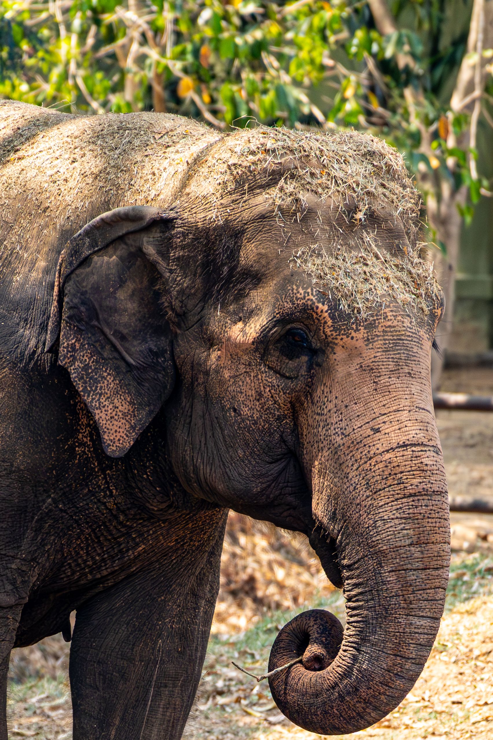 Detailed image of an Asian elephant with distinct textures and foliage background.