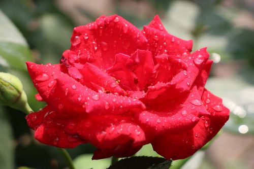 Free Close-up of a vibrant red rose covered in dewdrops, illuminated by sunlight. Stock Photo