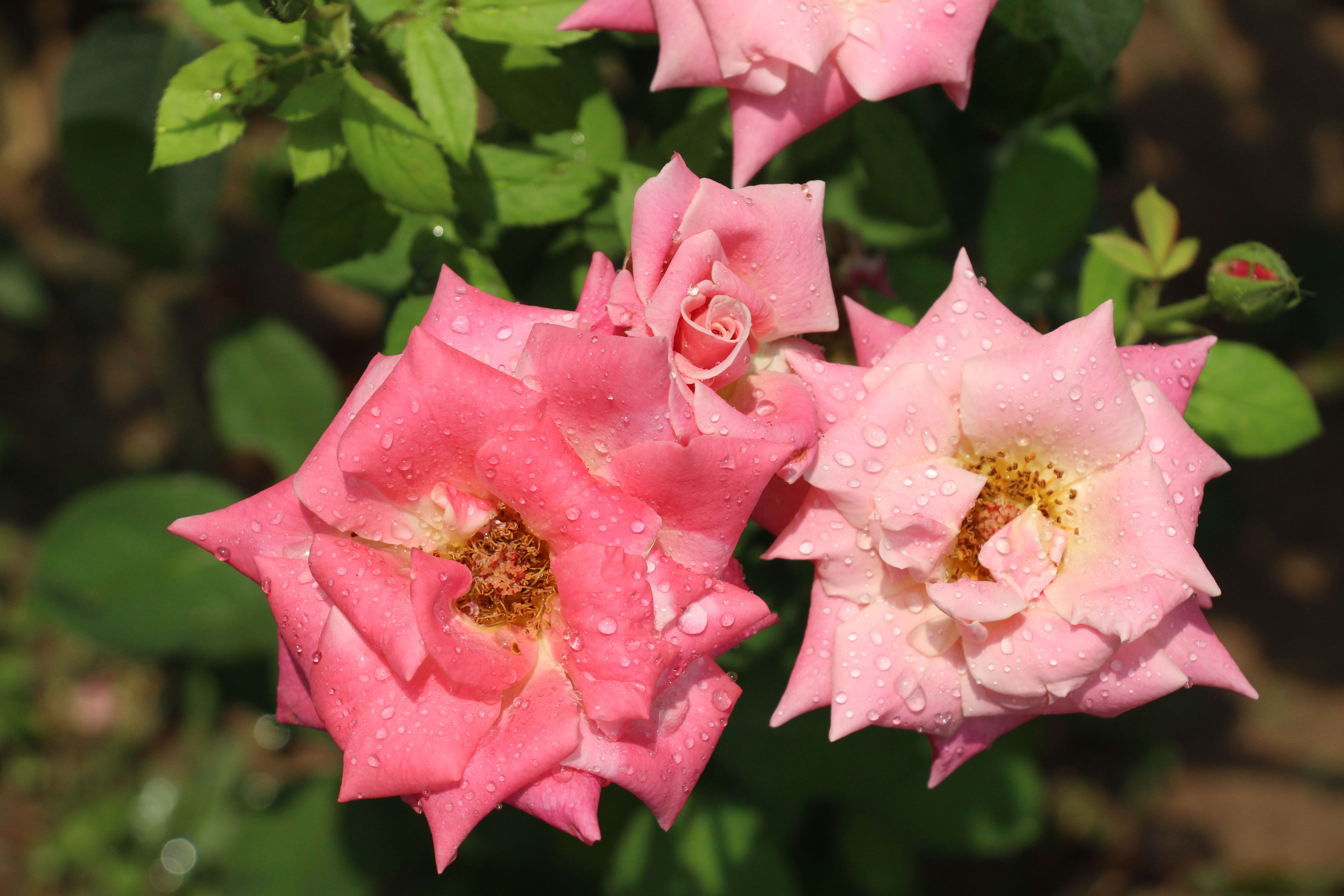 Close-up of Dew-Kissed Pink Roses in Sunlight · Free Stock Photo