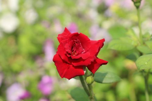 Free Close-up of a red rose in full bloom surrounded by a lush green garden. Stock Photo