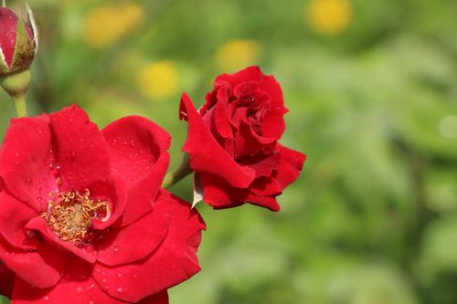 Free A close-up photograph of vibrant red roses with dewdrops against a soft green background. Stock Photo