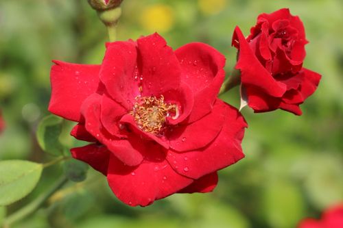 Free Close-up of vibrant red roses covered with dew drops, captured in bright sunlight. Stock Photo